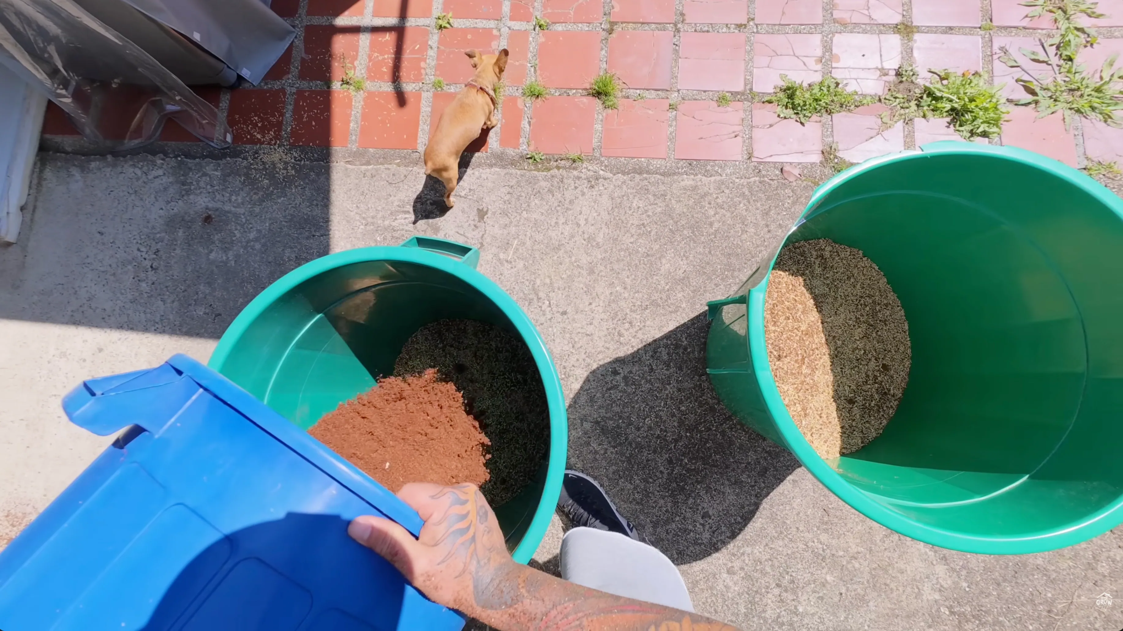 Hands removing cannabis plant from pot to re-transplant with corrected substrate