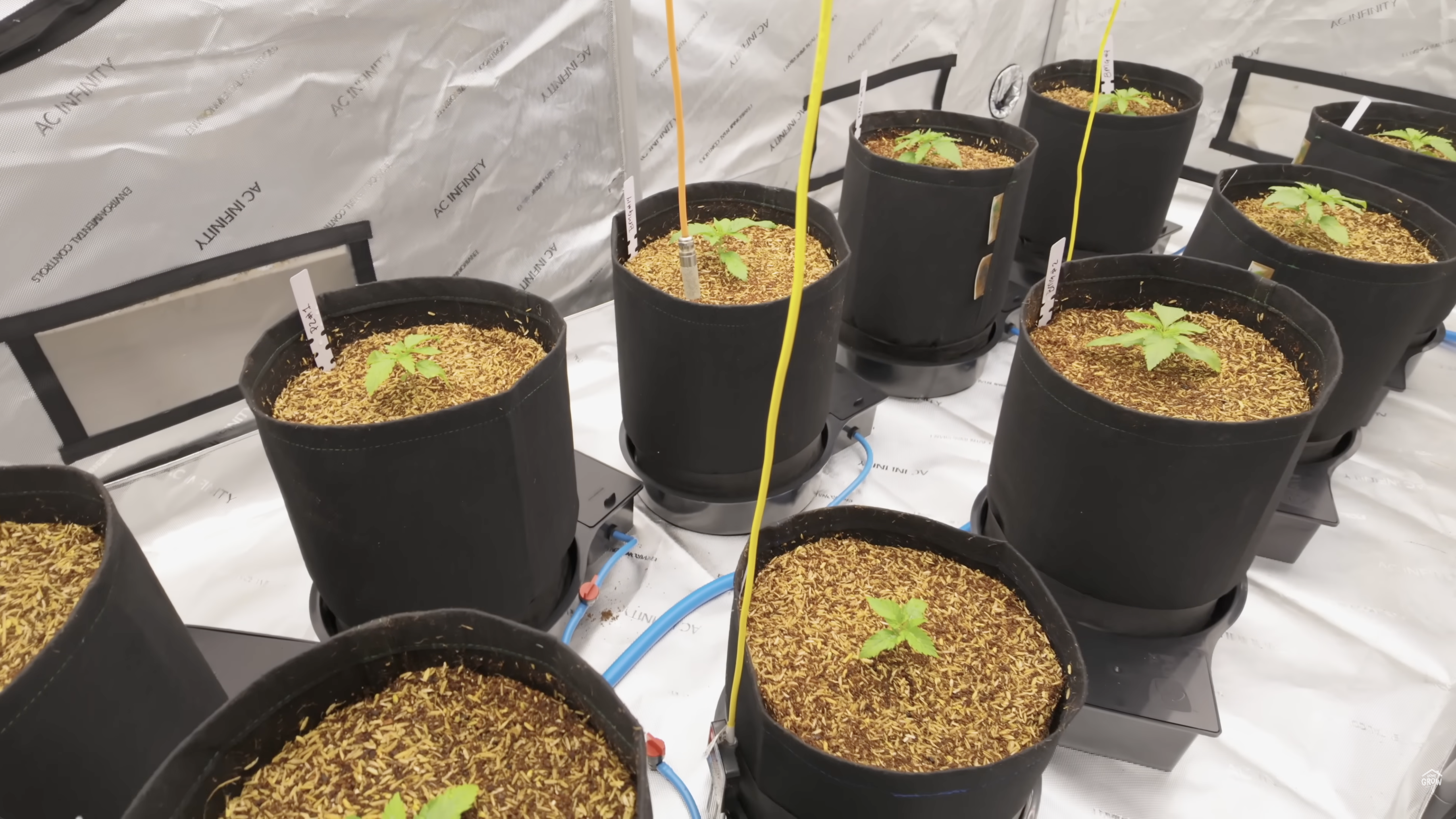 Droopy cannabis plants in 4x8 tent ready for water