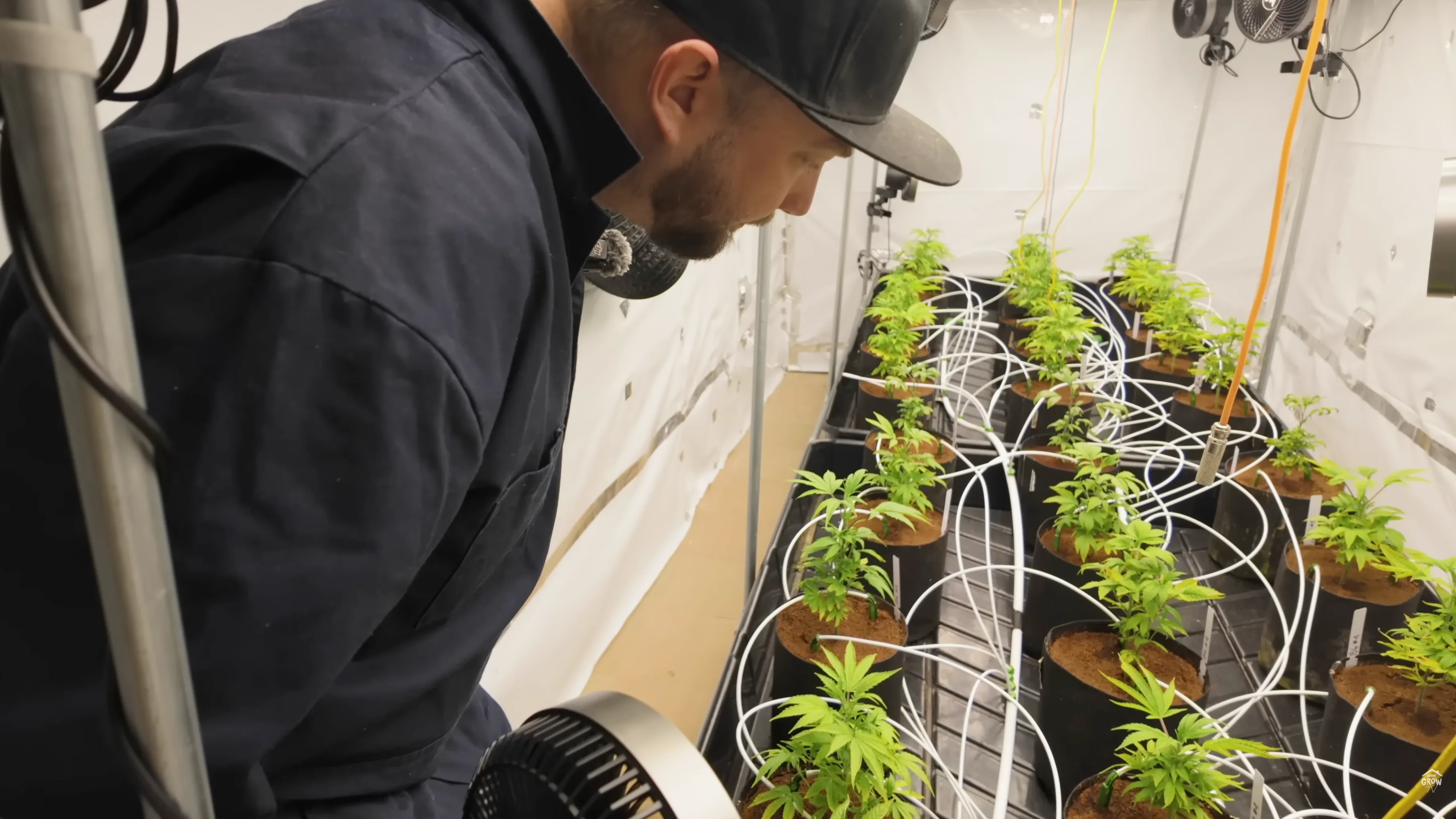 CO2 room plants showing stress symptoms including clawing, yellowing, and nutrient lockout