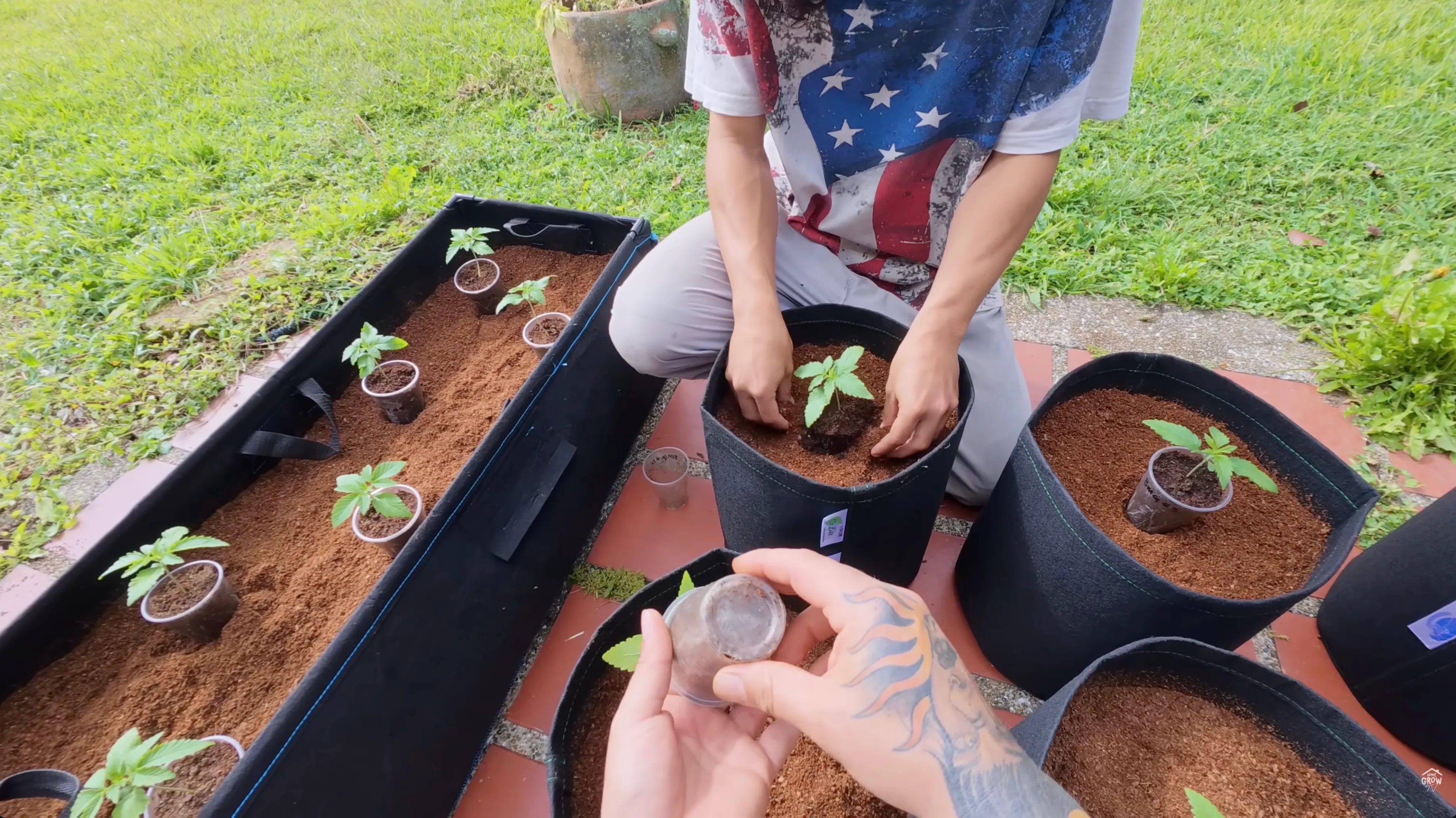 Seedlings in Autopot XL system with 100% coco coir before substrate correction
