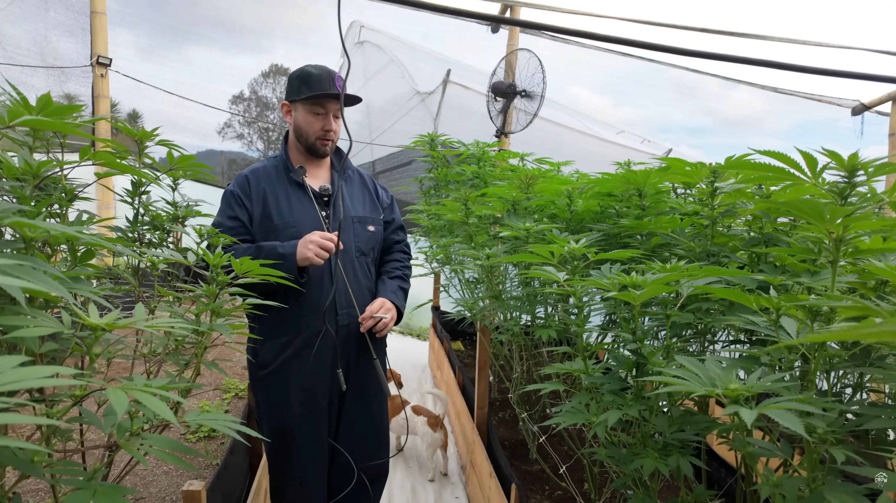 Dense cannabis canopy in greenhouse before defoliation at day 21 of flower