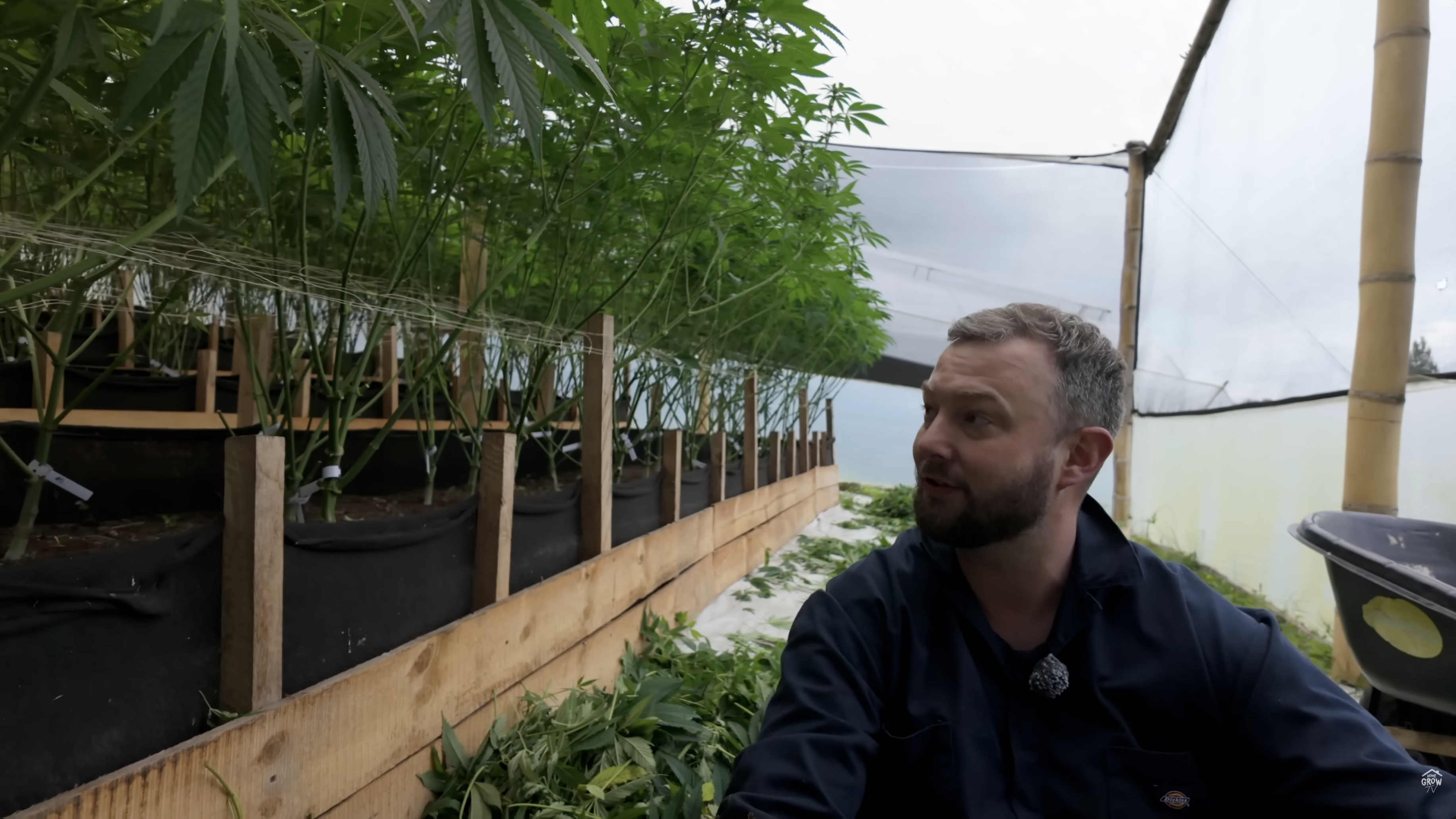 Clean greenhouse beds after defoliation with visible airflow paths between plants