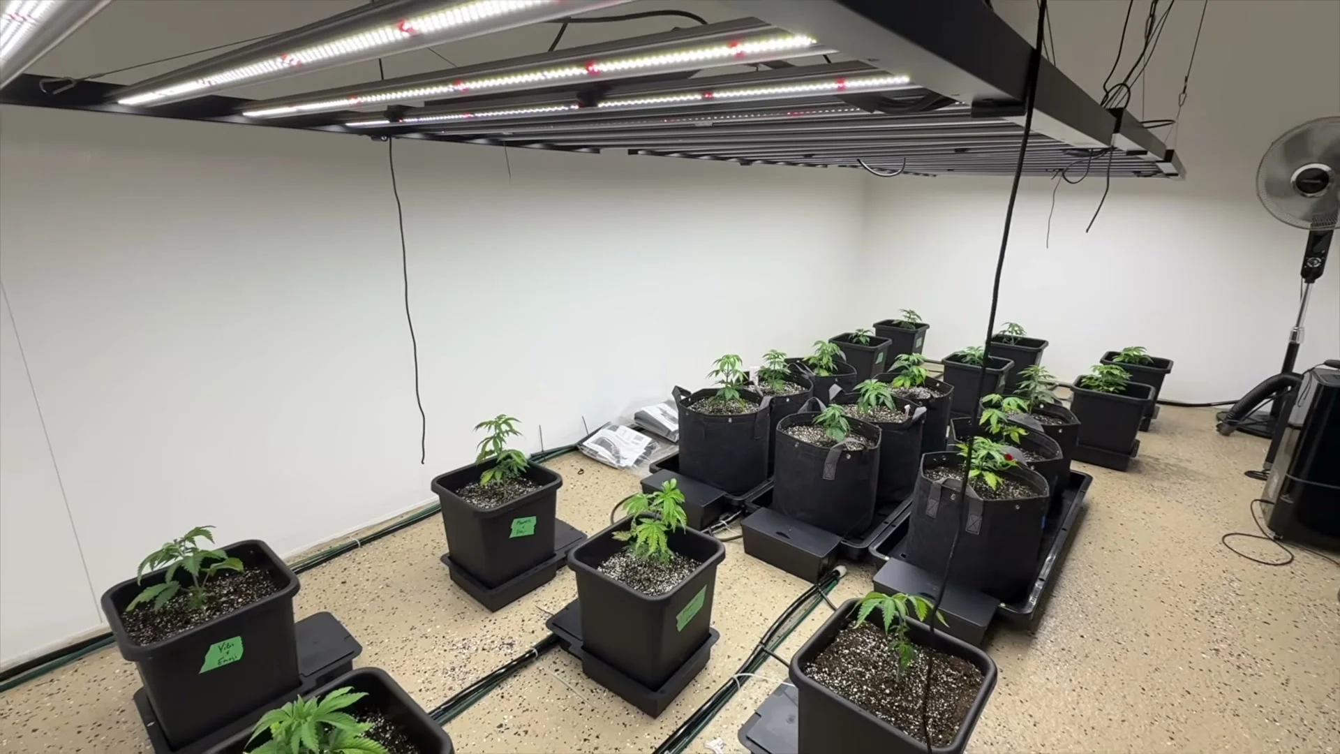 Full room of AutoPot plants under LED grow lights, showing the scale of a multi-plant reservoir setup, still from Basement Grow Show