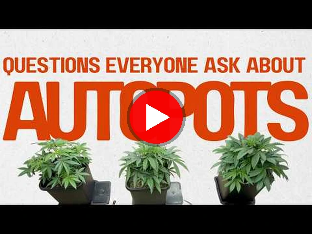 Basement Grow Show, The Questions Every Grower Has About AutoPots, click to watch on YouTube