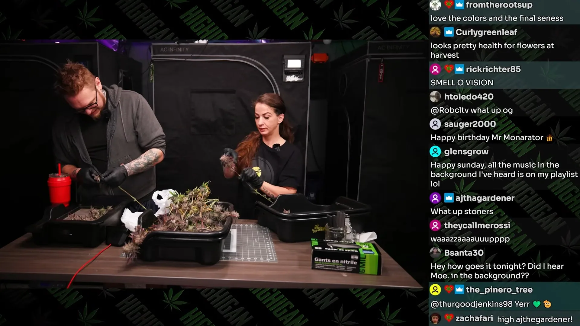 Highigan trimming Emoji buds at the harvest table with trim trays