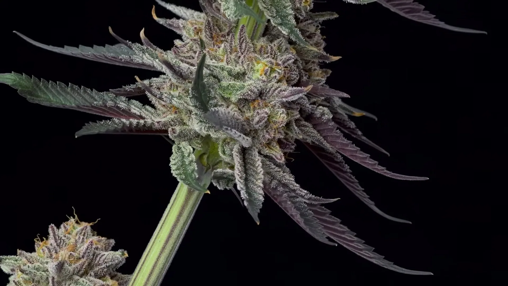 Stunning closeup of Emoji bud with purple leaves and frosty trichomes