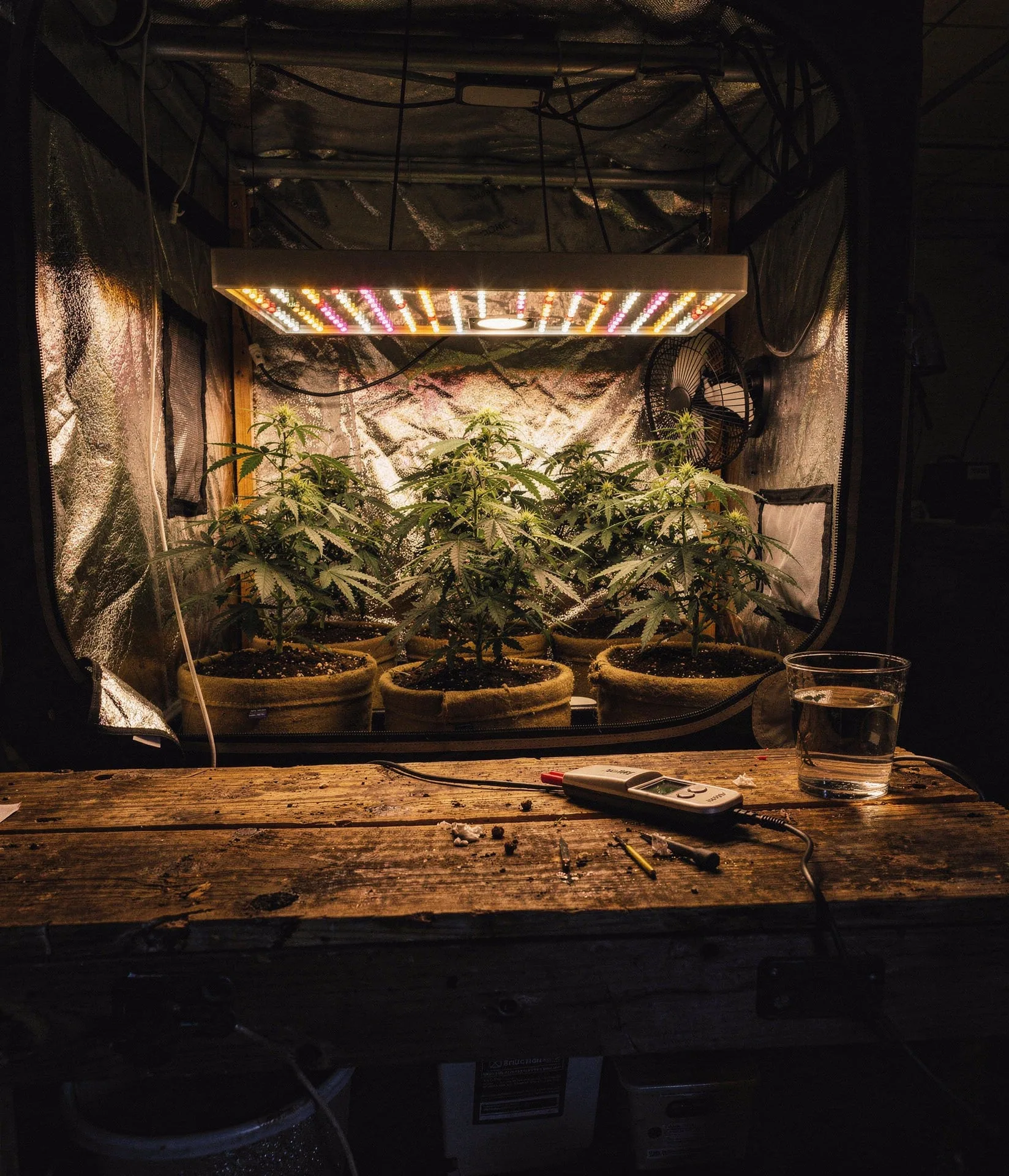 Thriving cannabis plant in grow tent with coco coir viewed from wooden workbench