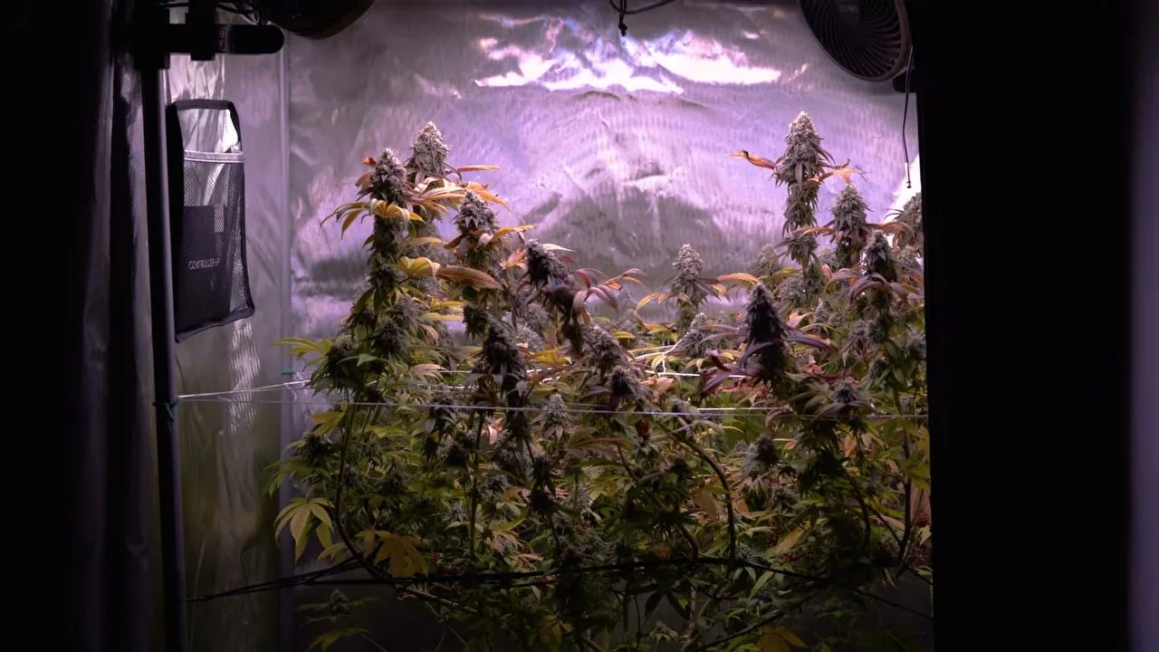 Flowering cannabis canopy under LED in Mr. Canucks Grow tent