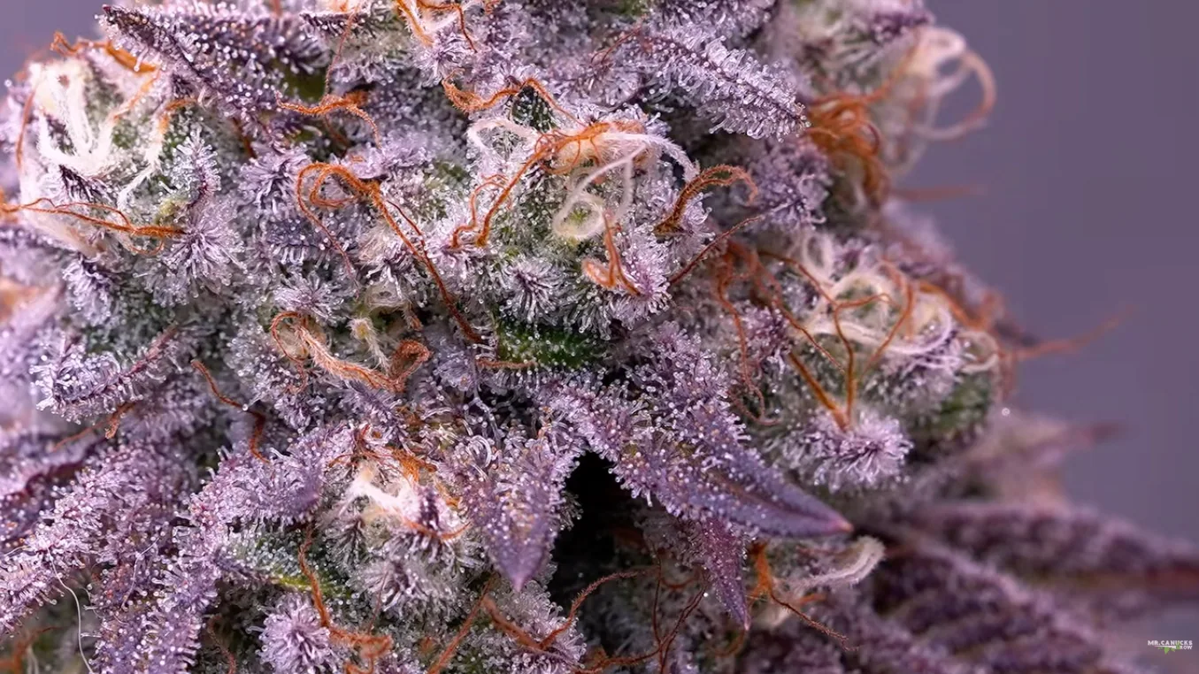 Frosty flowering cola close up