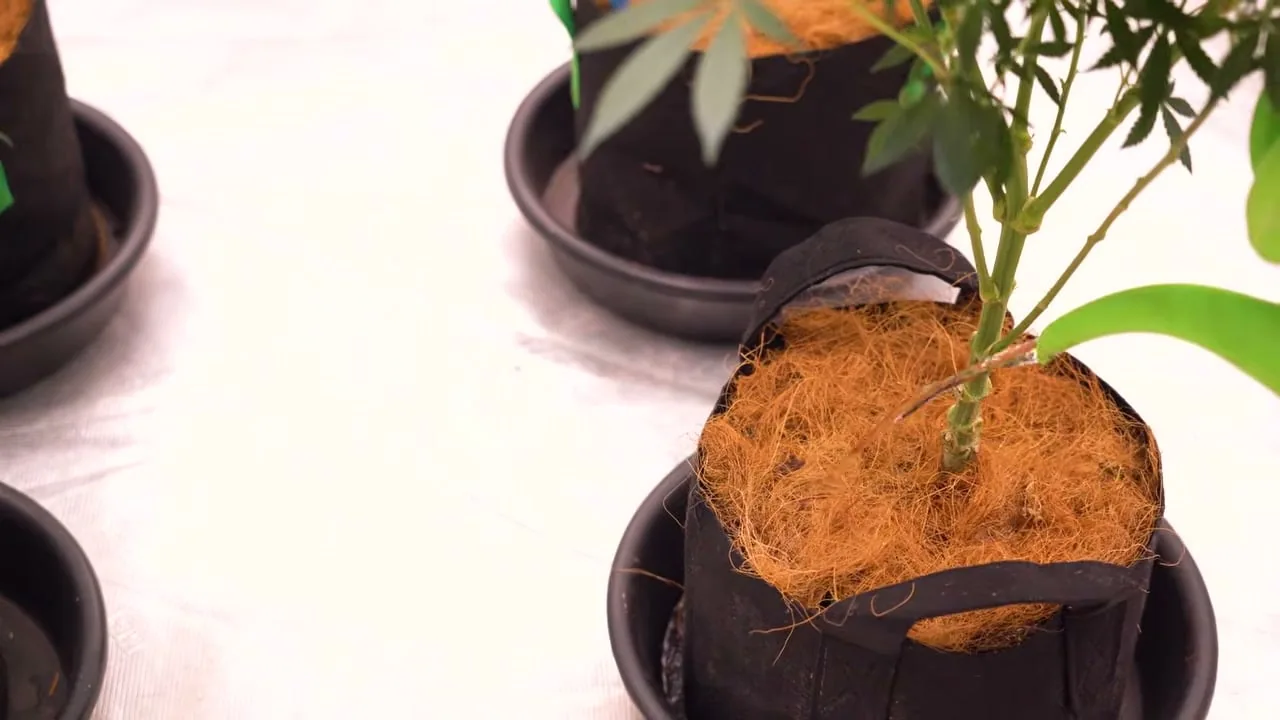 Coco root ball in a fabric pot
