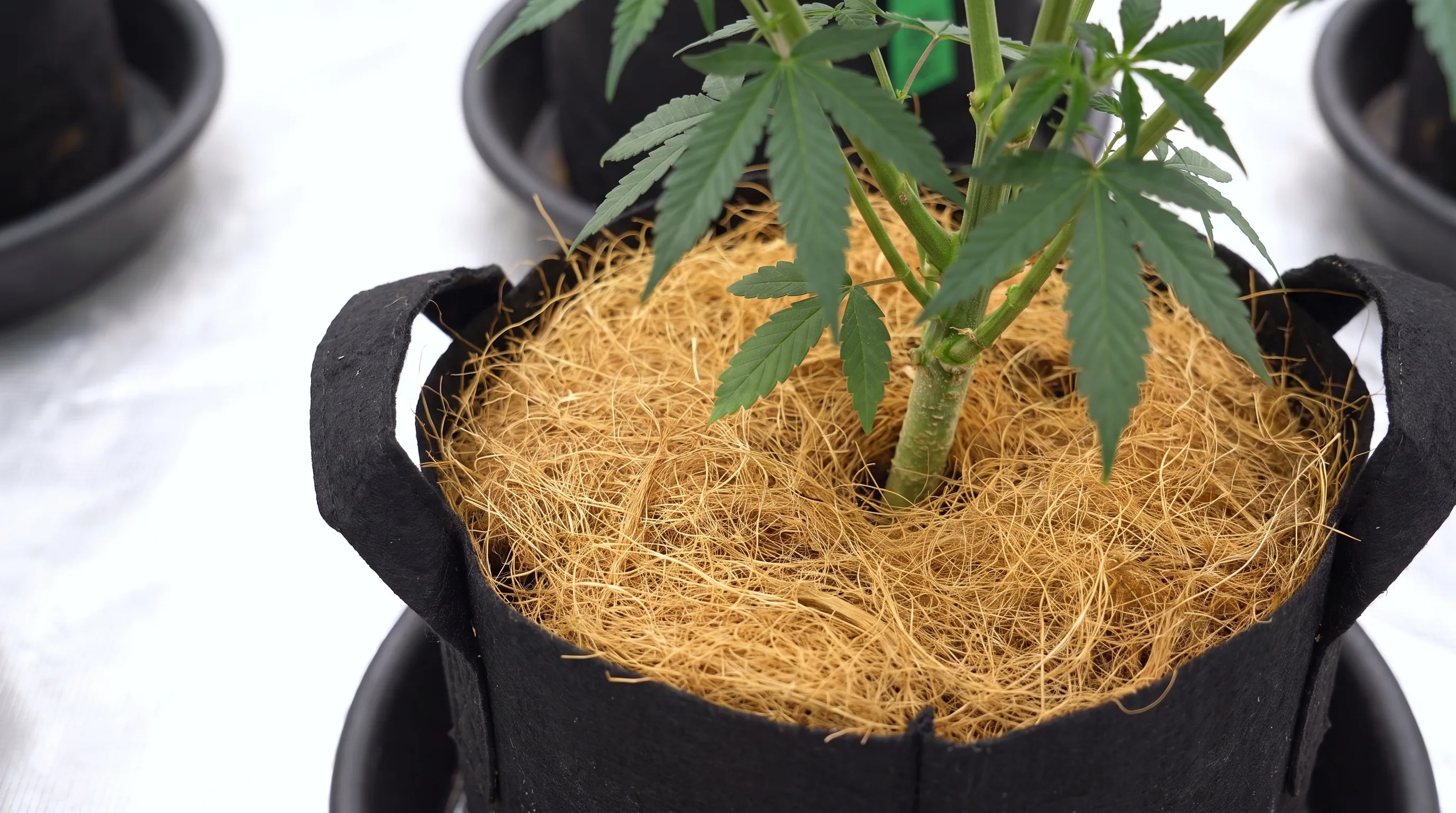 Coco root ball in a fabric pot