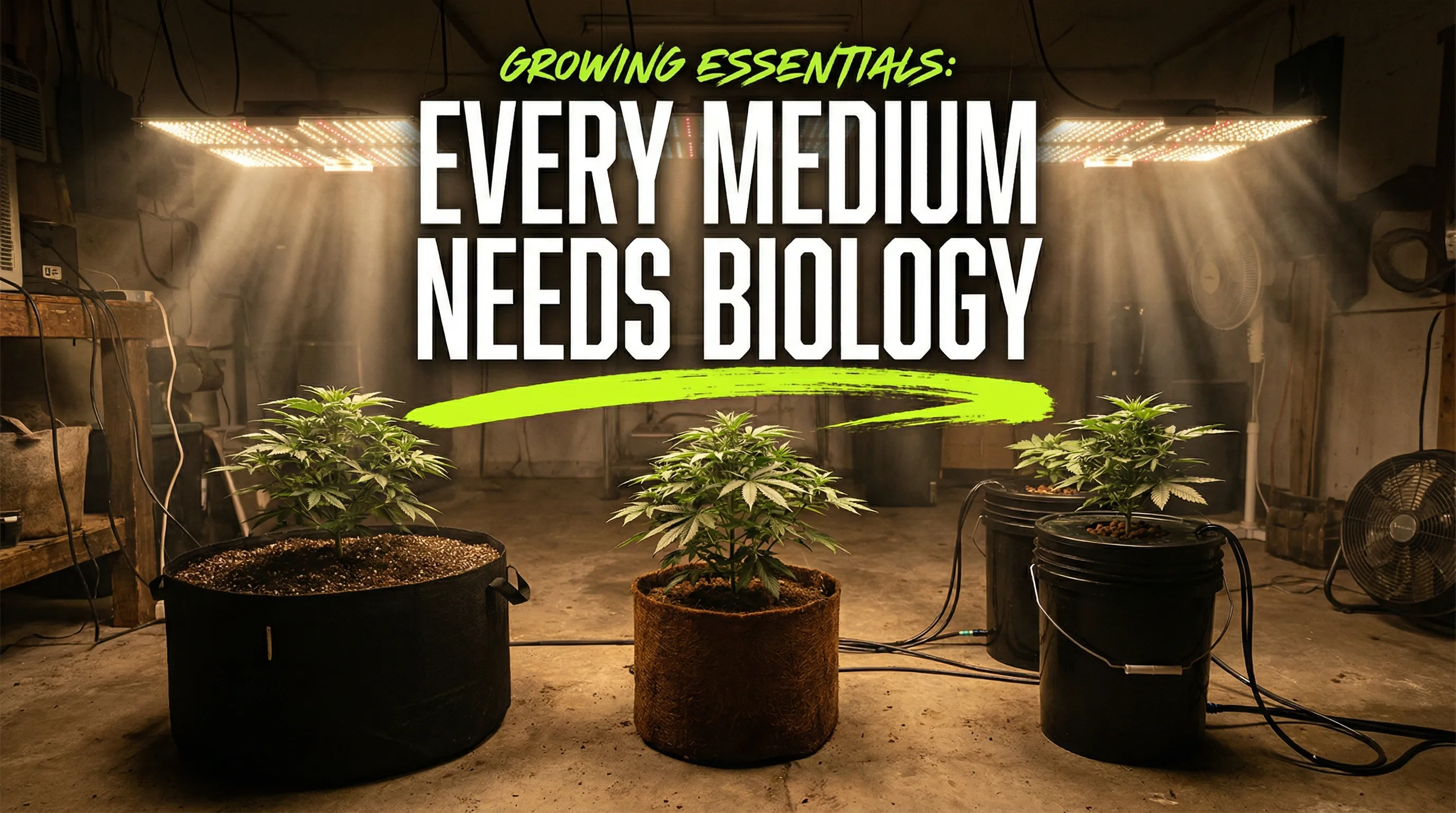 Practical comparison of beneficial bacteria application across soil, coco, and hydroponic growing media