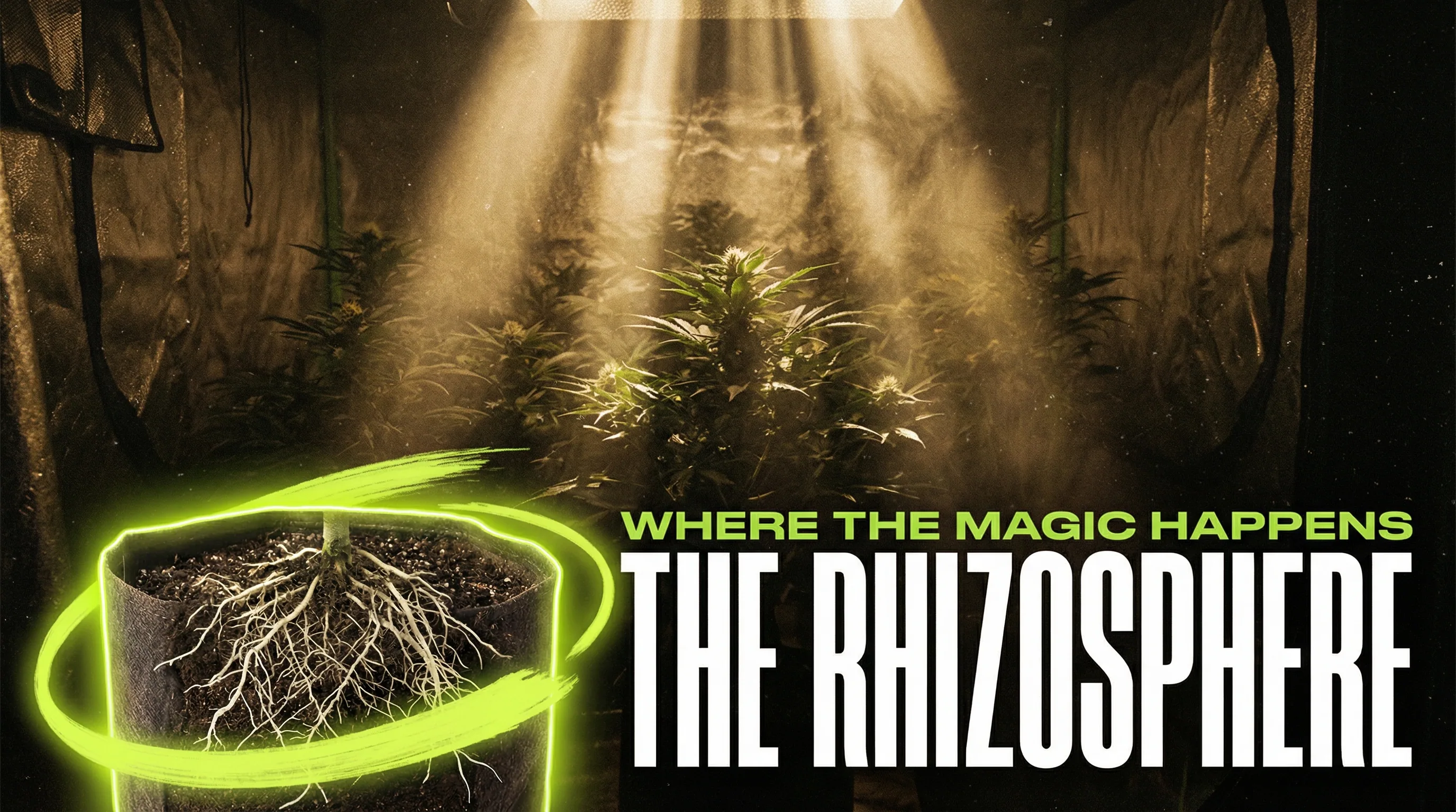 Illustration of the rhizosphere showing beneficial bacteria colonizing the root zone and interacting with plant roots