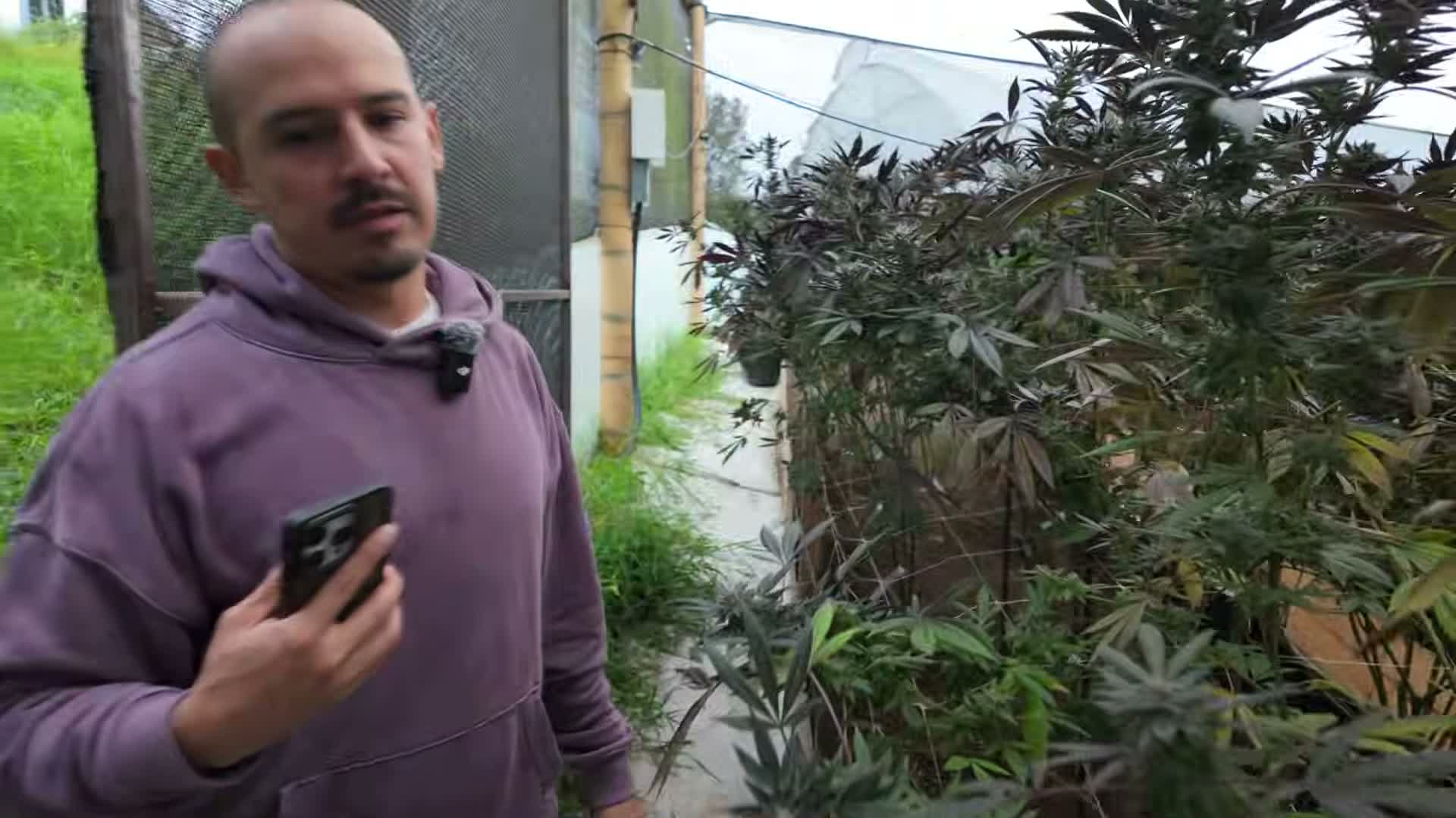 [15:53] Granny Candy evaluation and harvest order decision