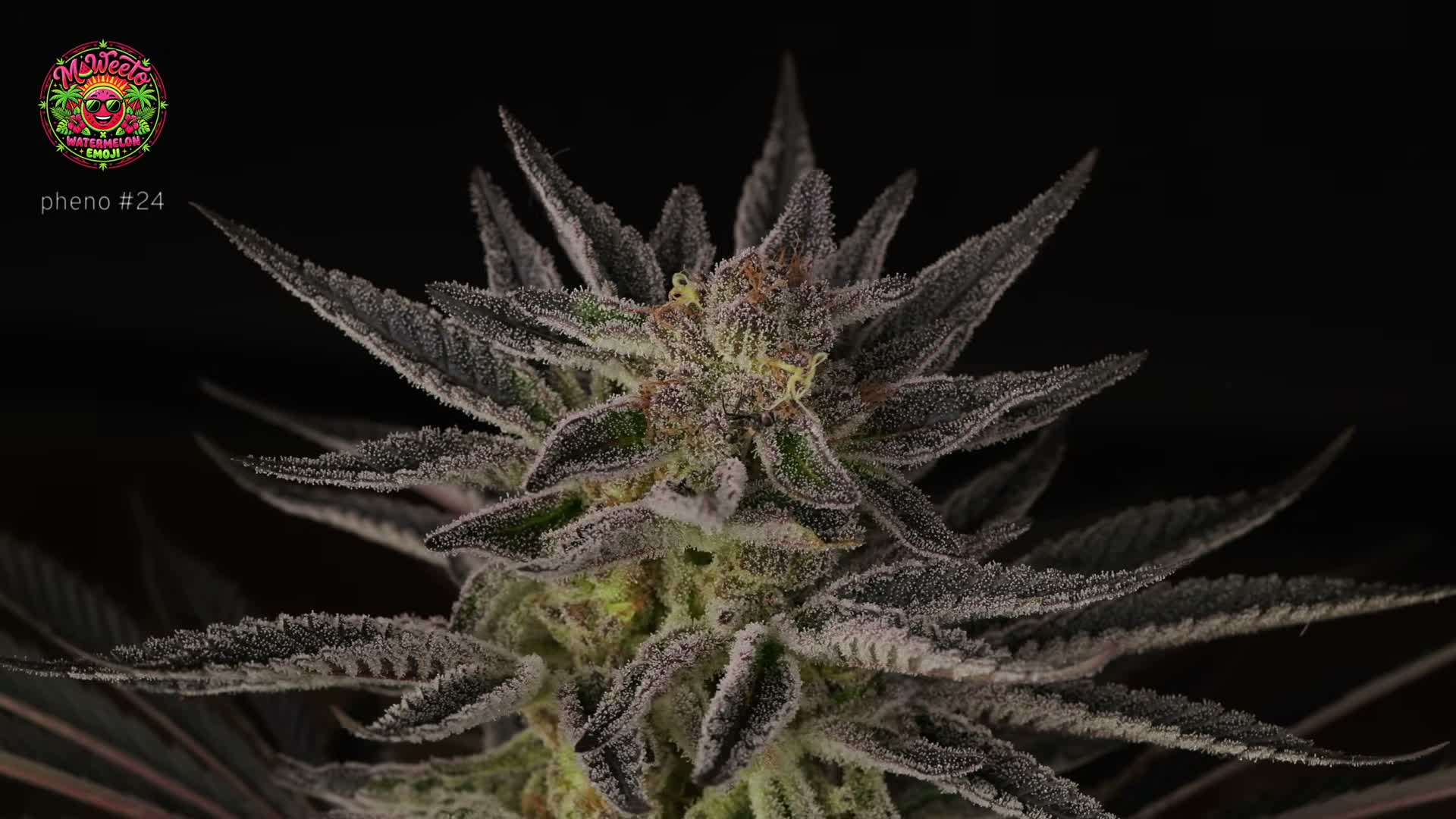 [13:25] The frostiest strain in the greenhouse